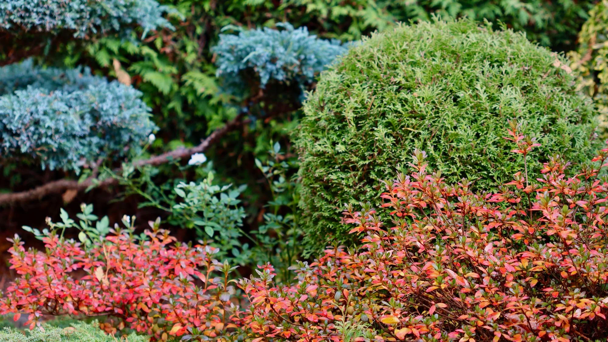 trees and shrubs