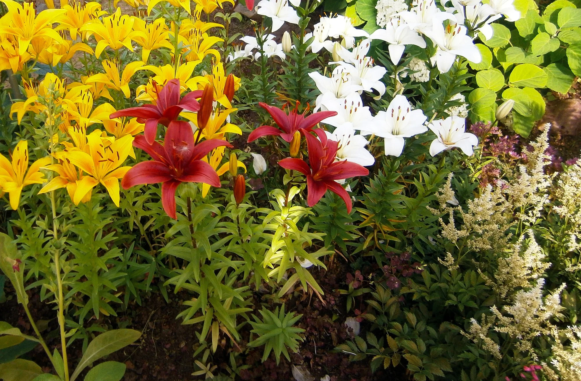 Perennials and Annuals