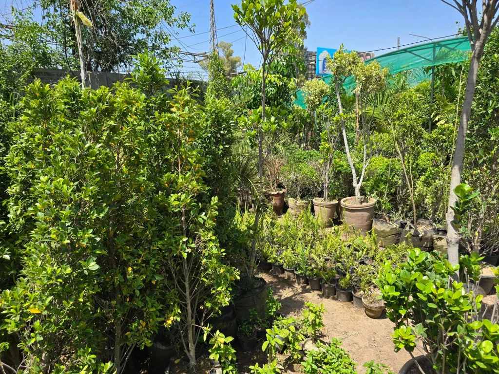 The trees and shrubs