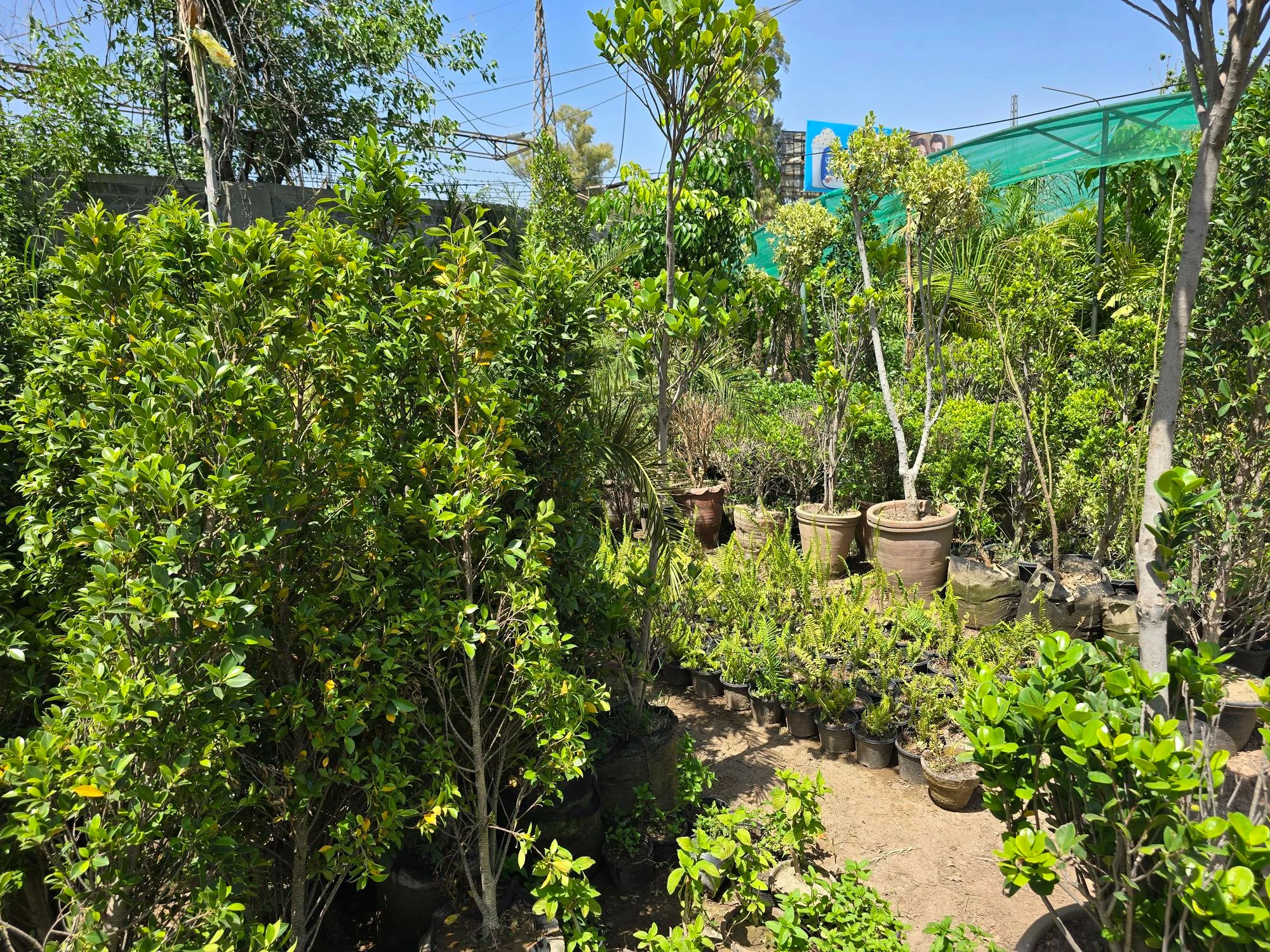 The trees and shrubs