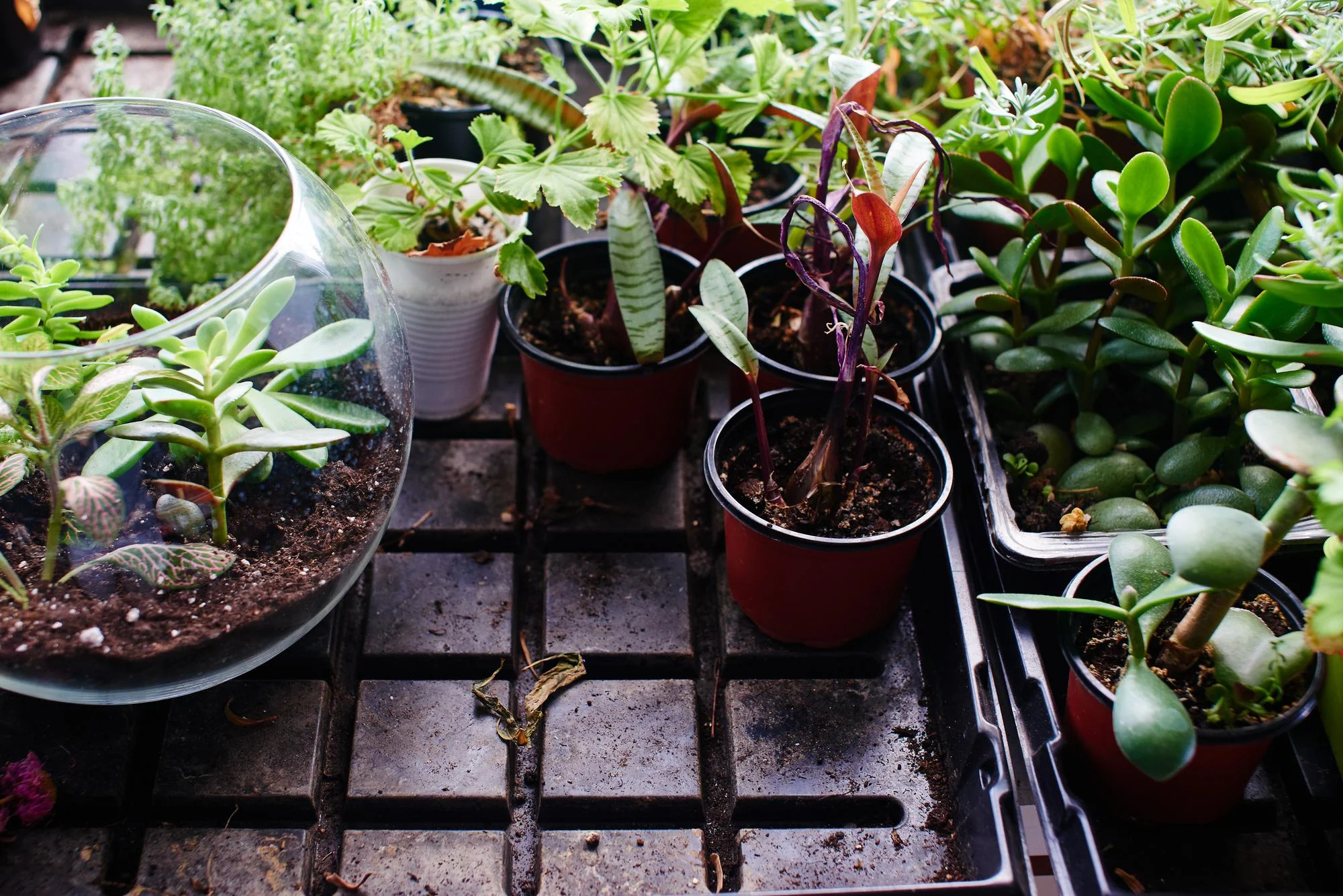 Seasonal and Container Planting