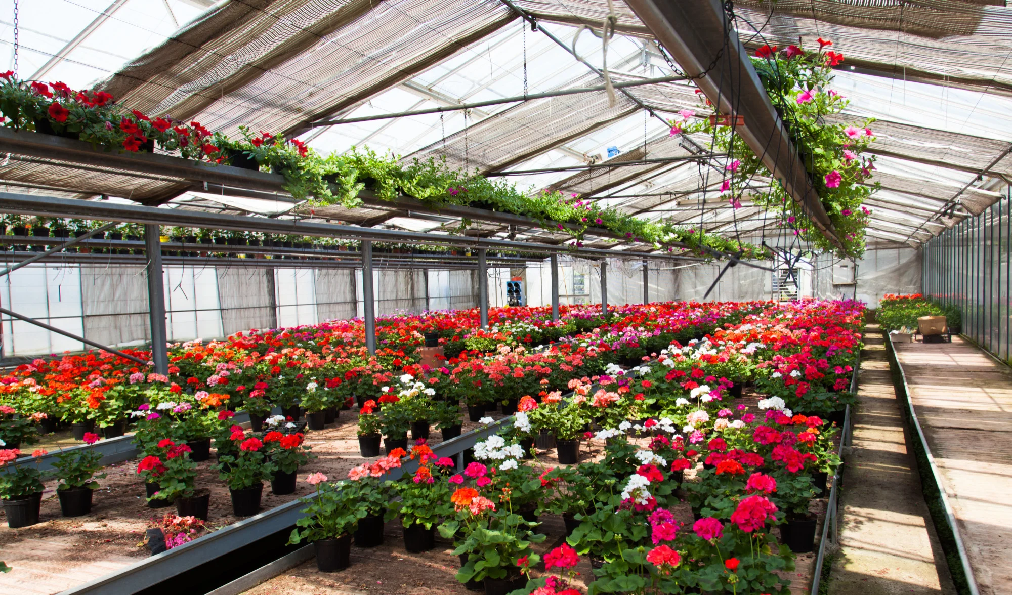 greenhouse